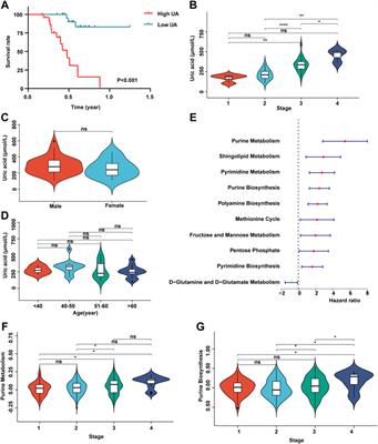 A Novel Purine and Uric Metabolism Signature Predicting the Prognosis of Hepatocellular Carcinoma